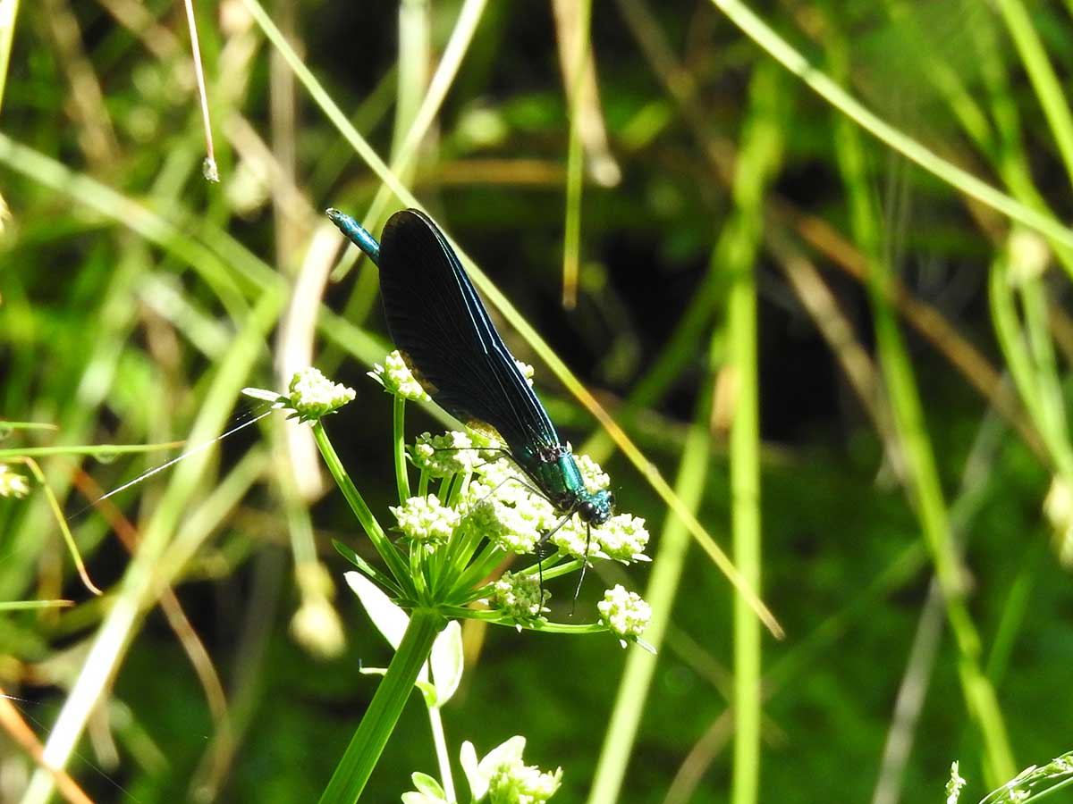 Calopteryx_virgo
